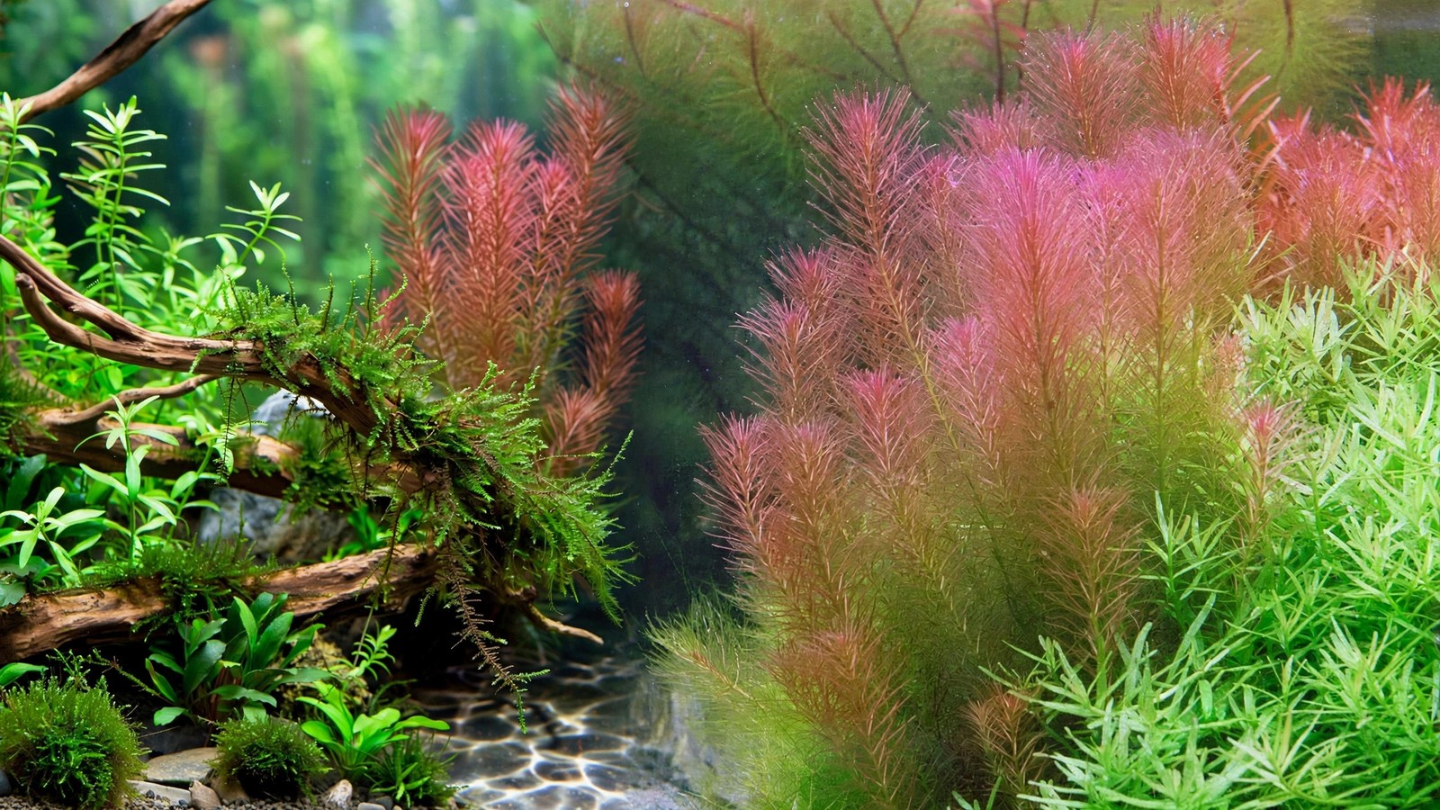 Feathery Rotala wallichii stems with pink tips forming a soft background in an aquascape