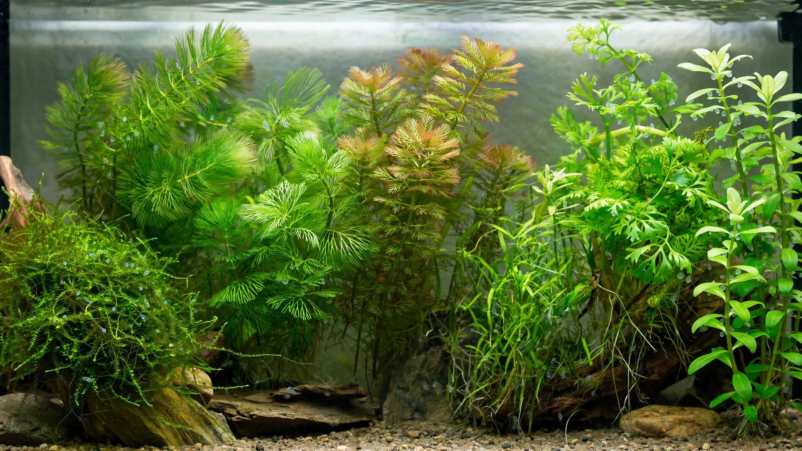 Dense java moss bed used as spawning medium for egg-scattering tetras