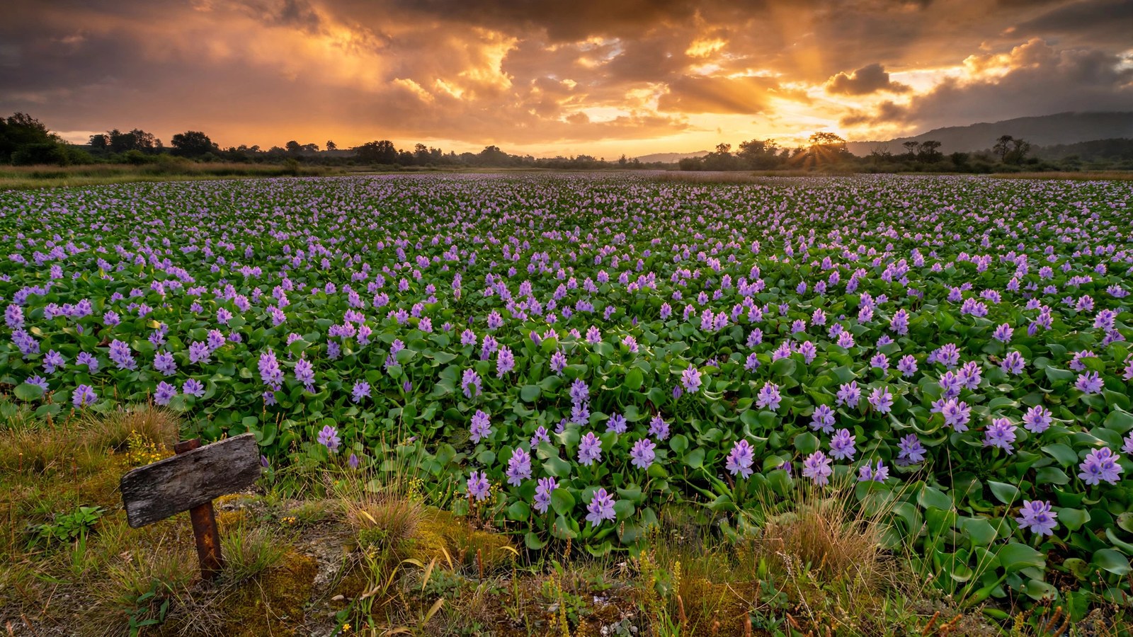 Water hyacinth mat choking a wild lake at sunset with a warning sign on shore