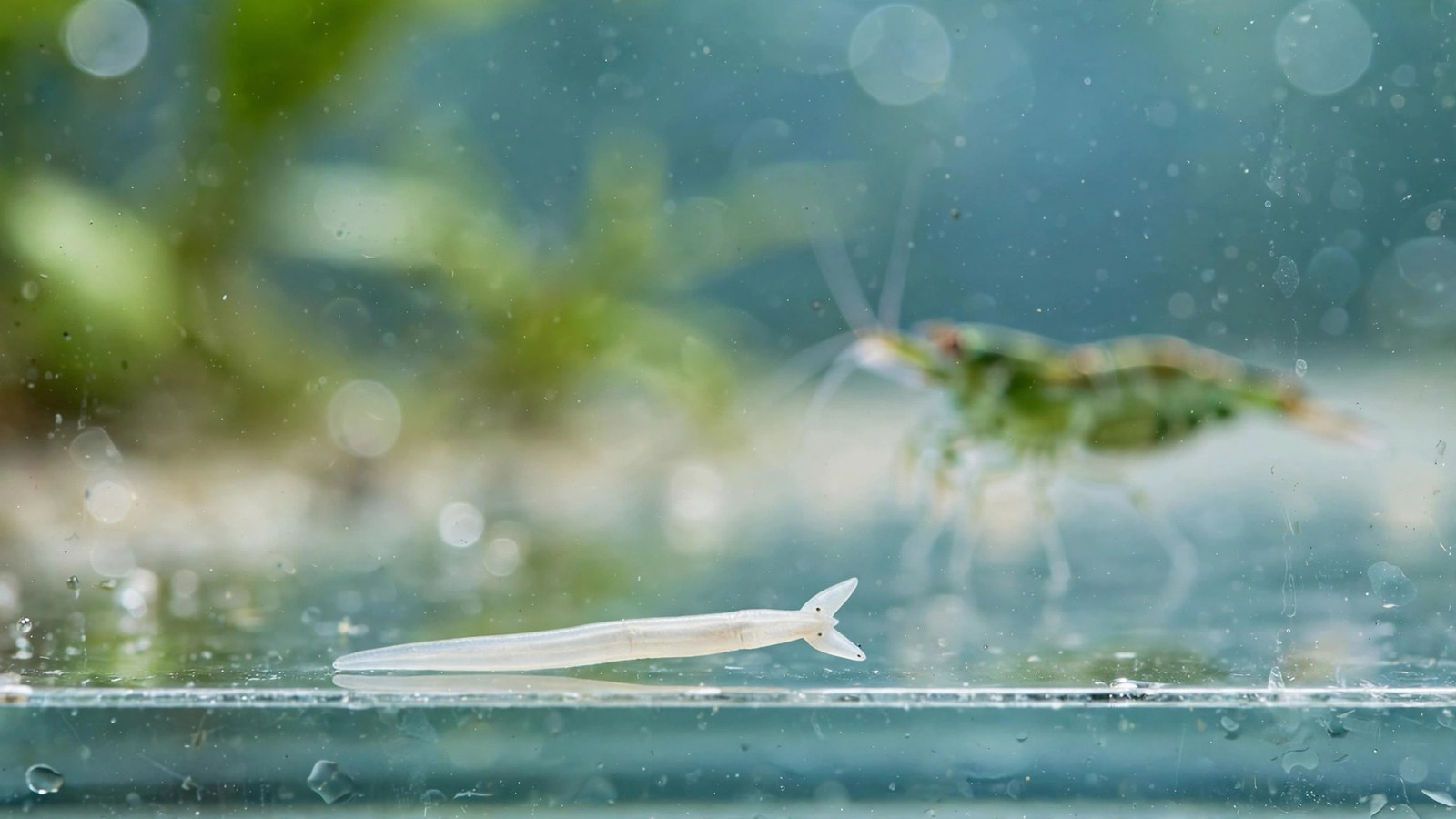 Macro view of a tiny planaria flatworm gliding across aquarium glass