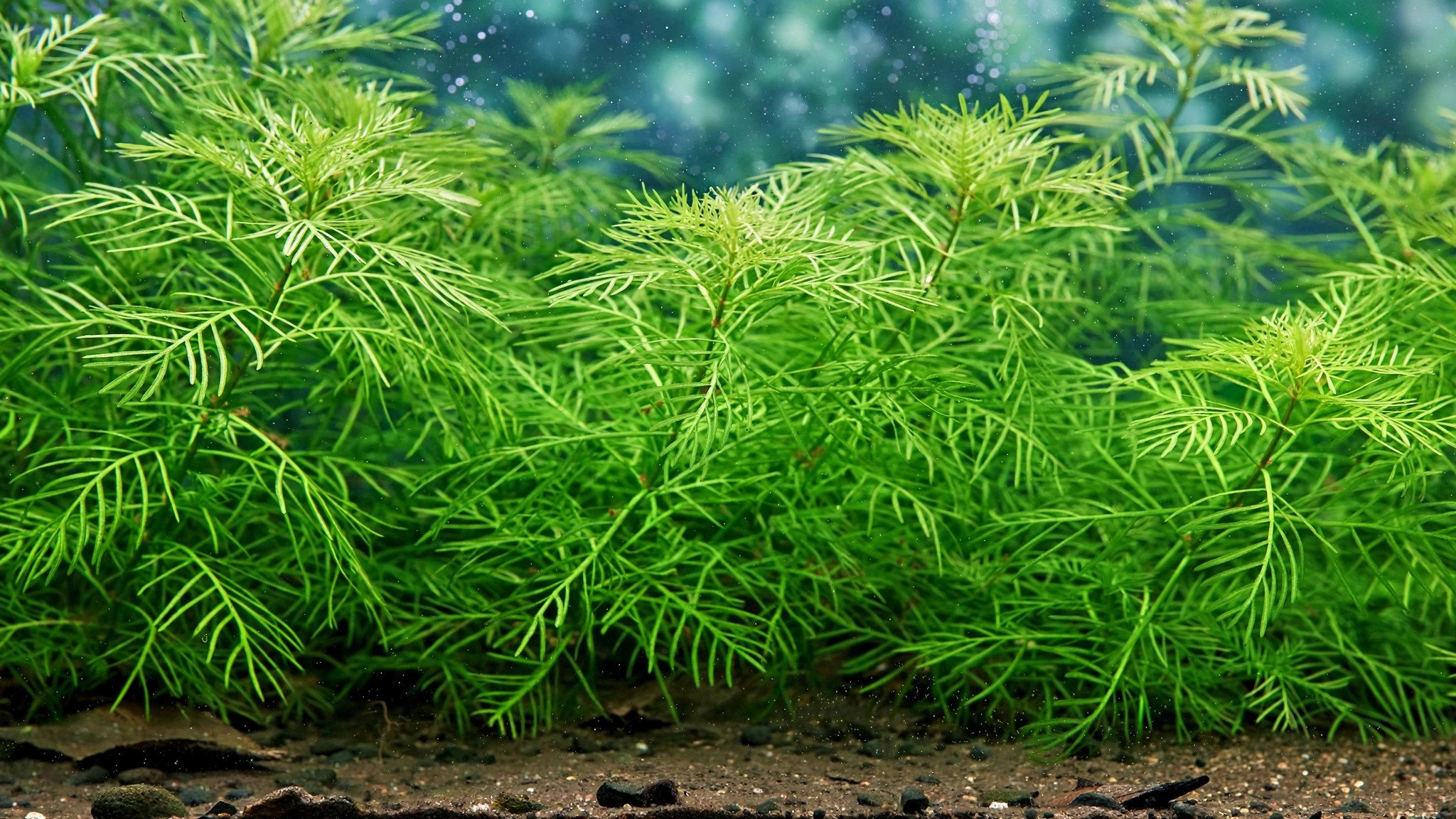 Aquarium background filled with feathery green Myriophyllum mattogrossense stems under aquarium lighting