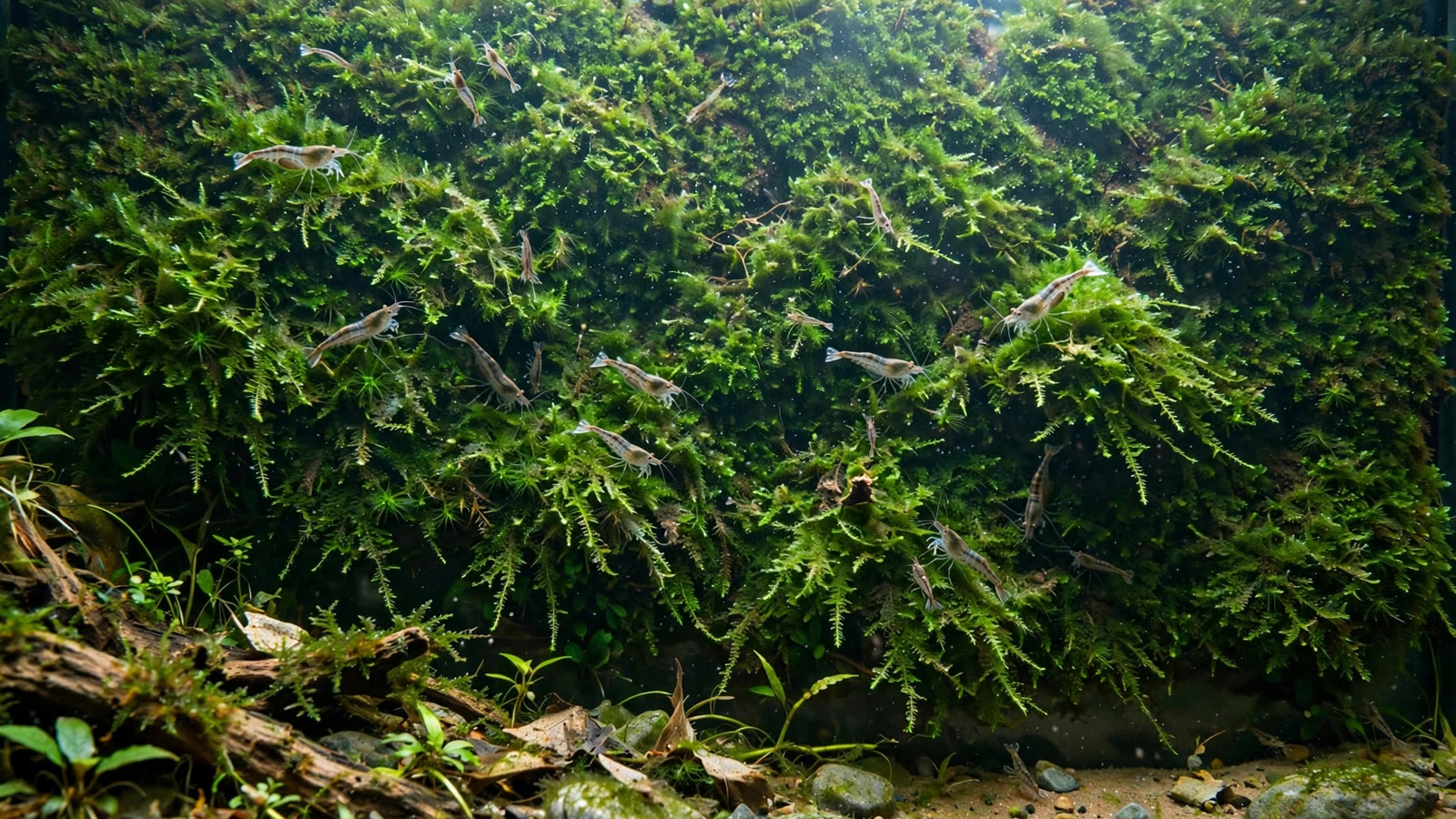 Photorealistic planted aquarium: a lush green moss wall on the back glass with shrimp grazing on the fronds