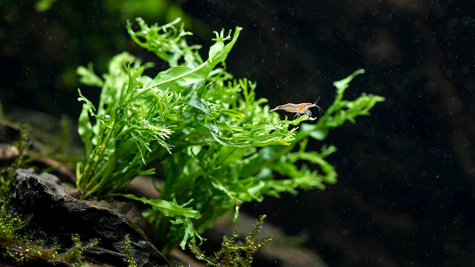 Windelov Java fern with lace-like forked leaf tips growing on dark driftwood with a small shrimp