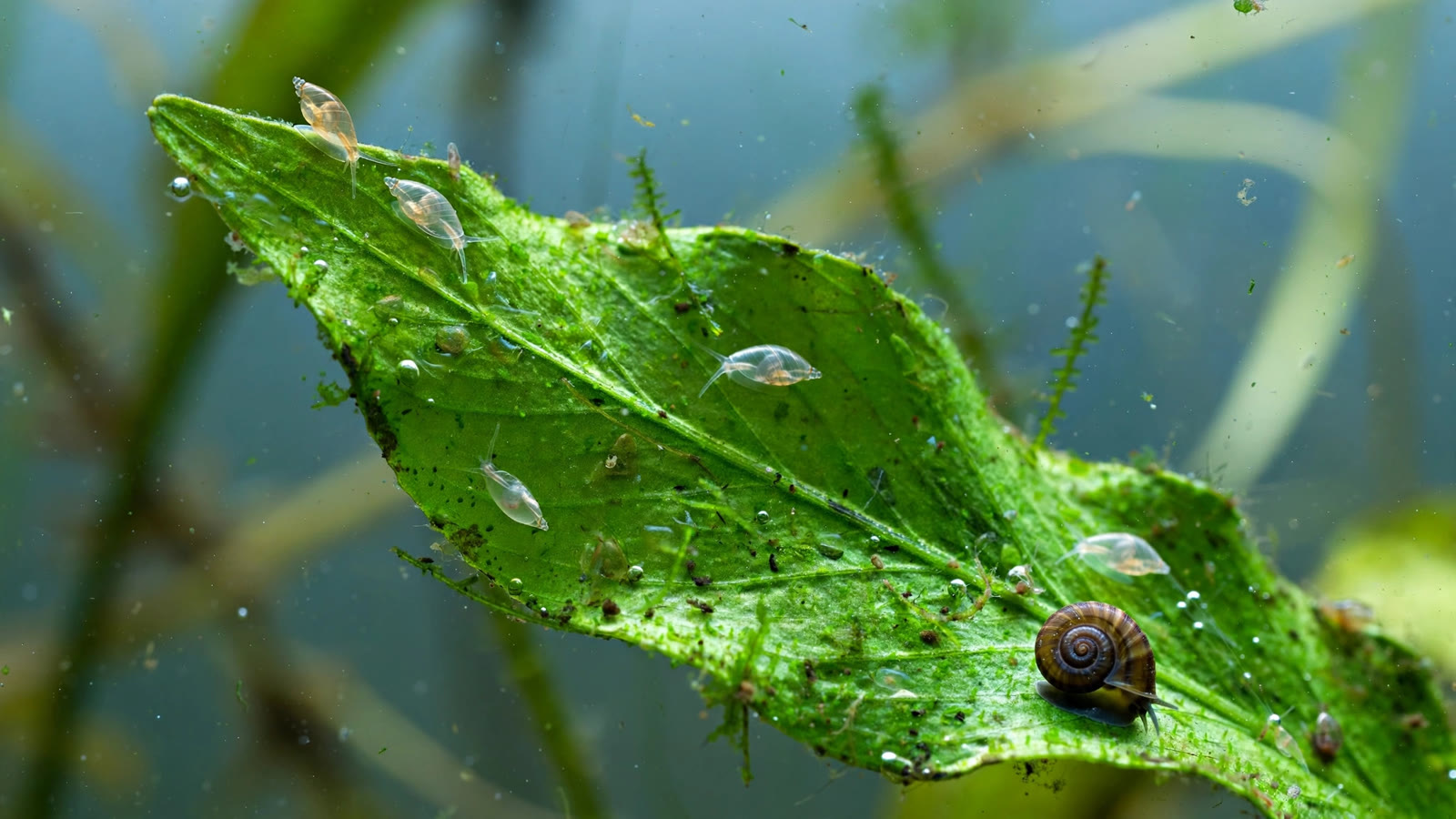 Tiny pest snails and a clear egg clutch on aquarium plant leaves, close-up