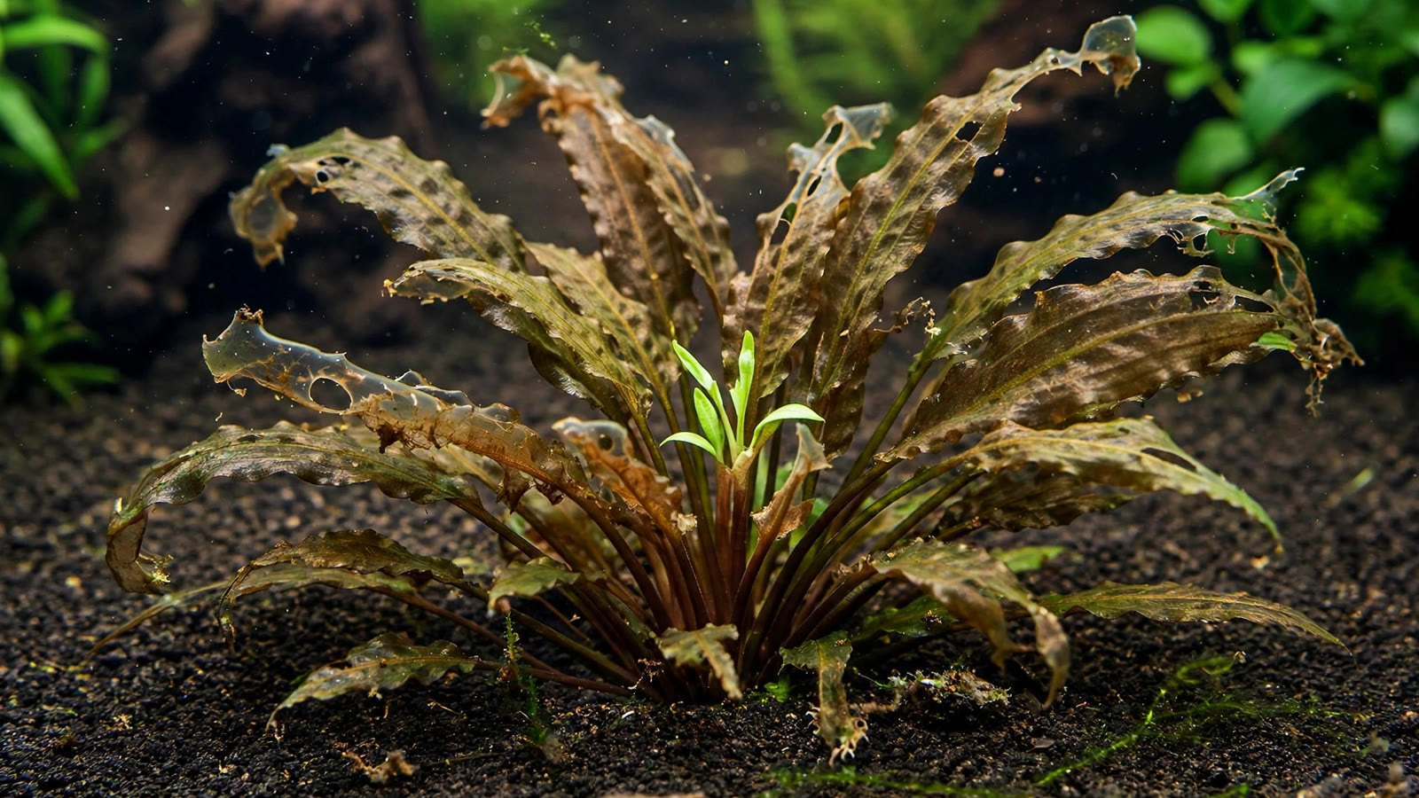Close-up of Cryptocoryne wendtii leaves melting in a planted aquarium, with tiny new green shoots emerging from the crown