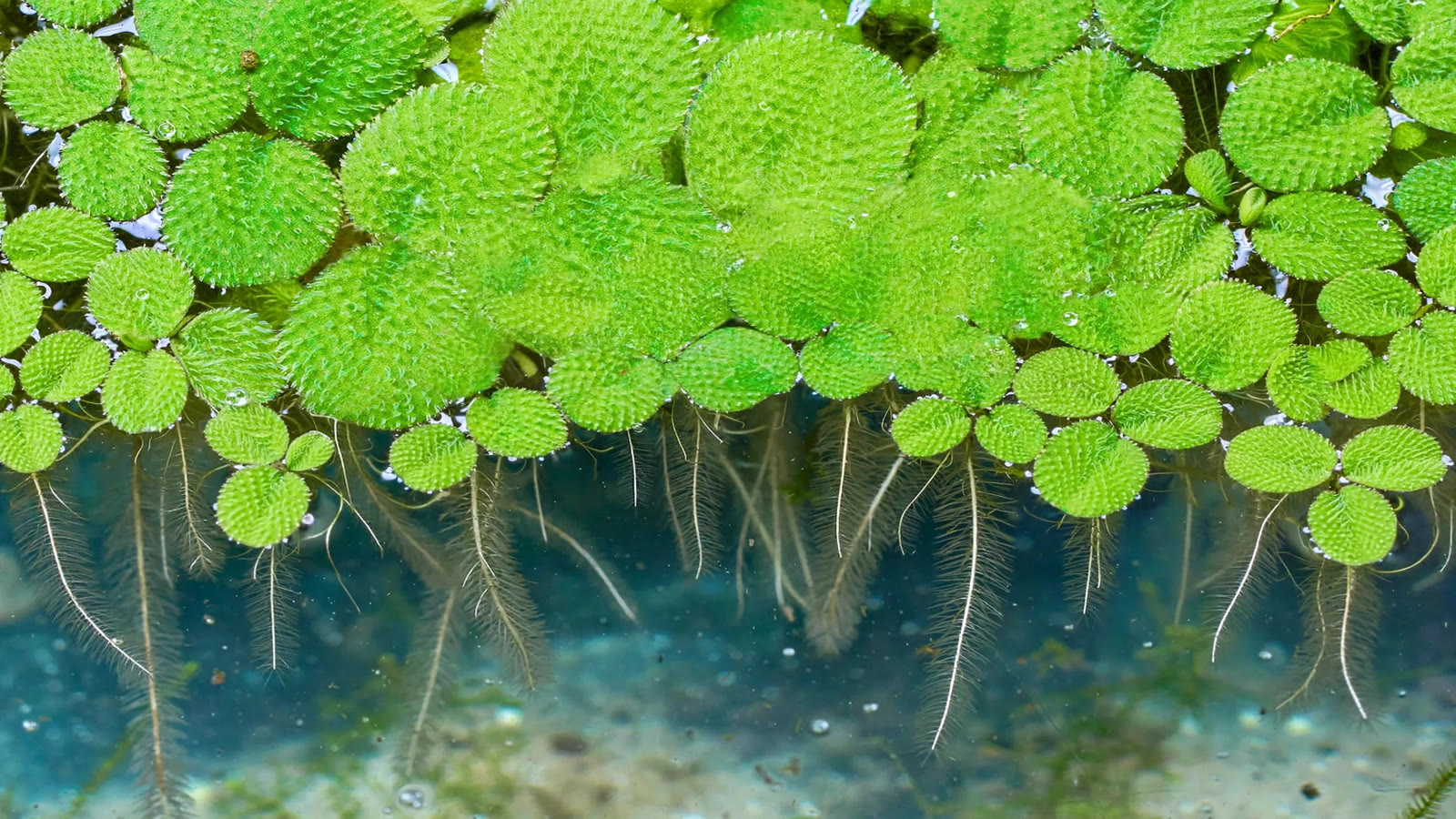 Salvinia floating fern with velvety hairy leaves and dangling submerged fronds on an aquarium surface